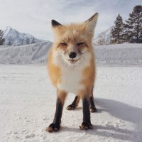 fox