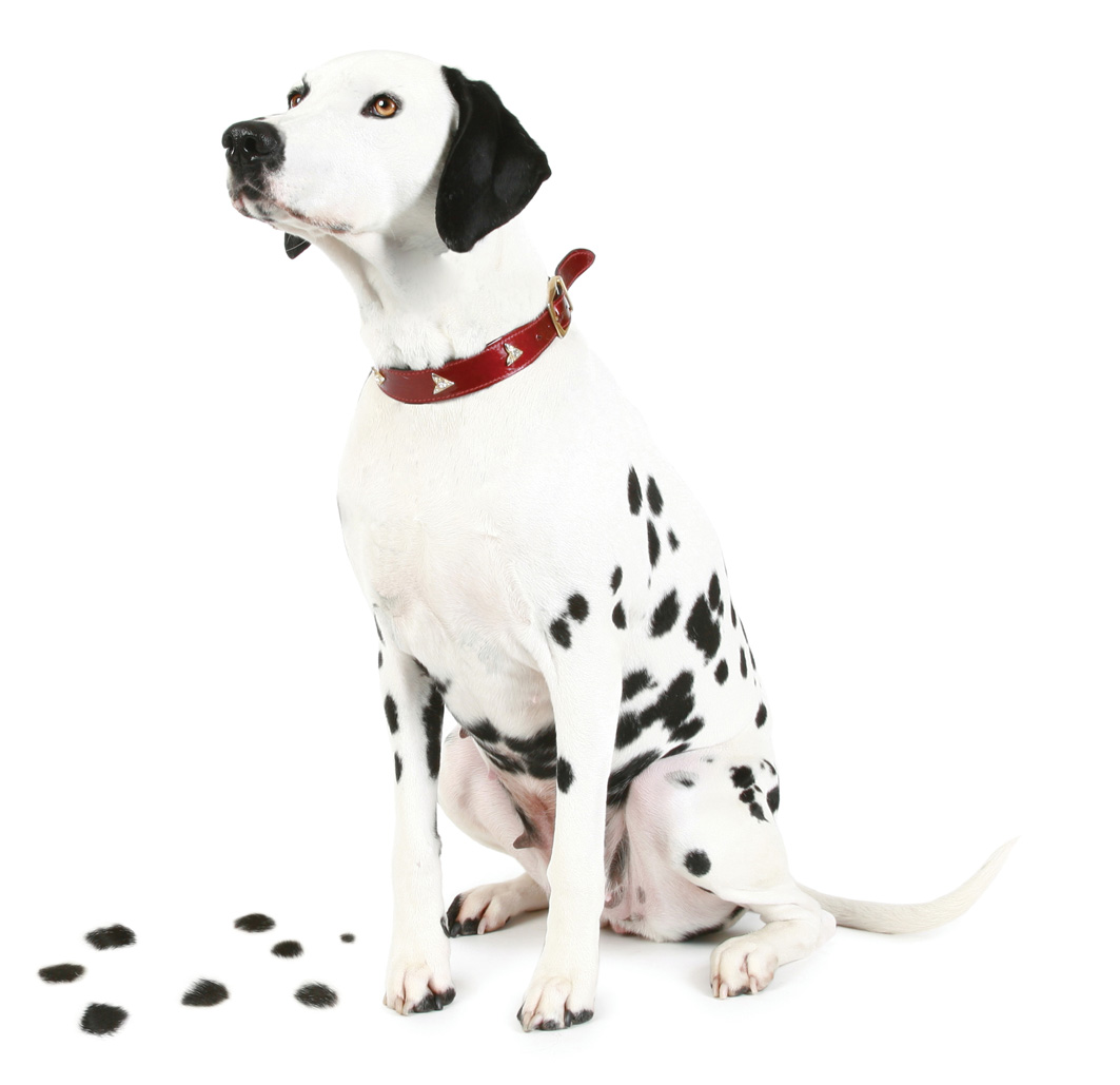 dalmation